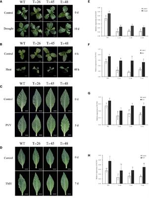 Knockdown of NtCPS2 promotes plant growth and reduces drought tolerance in Nicotiana tabacum